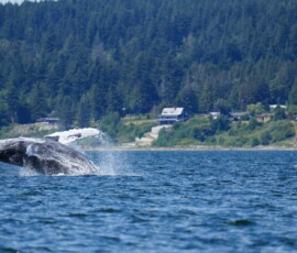 Scenes from the sailboat - a large whale breaches